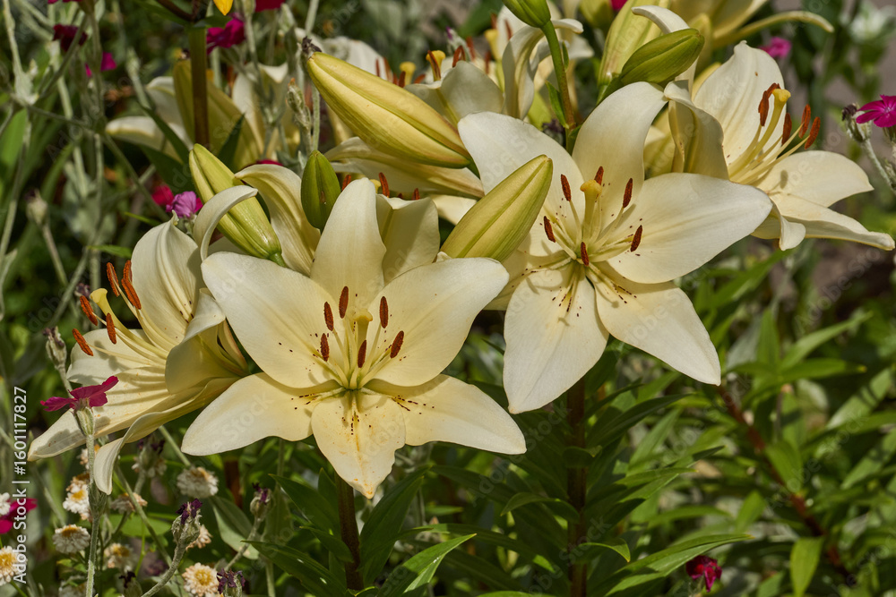 Fototapeta premium Lily (lat. Lilium) blooms in the garden. Lily - the genus of plants of the family of Lily (Liliaceae).