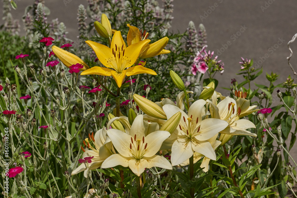 Obraz premium Lily (lat. Lilium) blooms in the garden. Lily - the genus of plants of the family of Lily (Liliaceae).