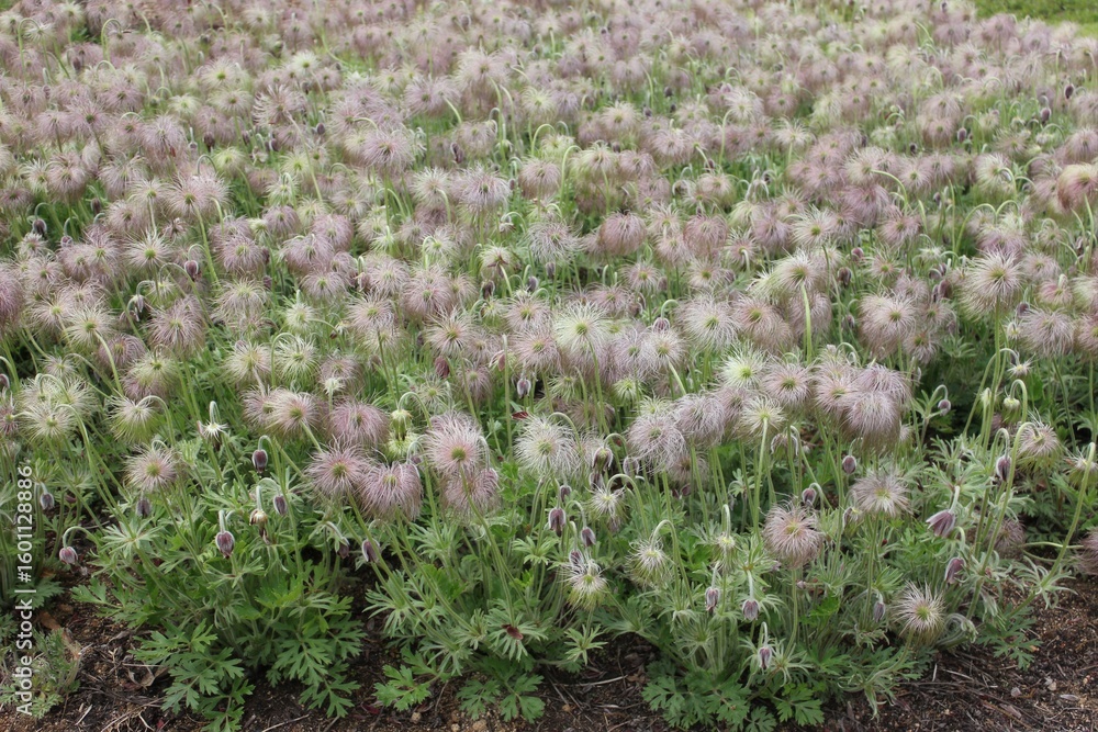 Obraz premium Field of Seed-Dispersing Pulsatilla koreana in Bloom