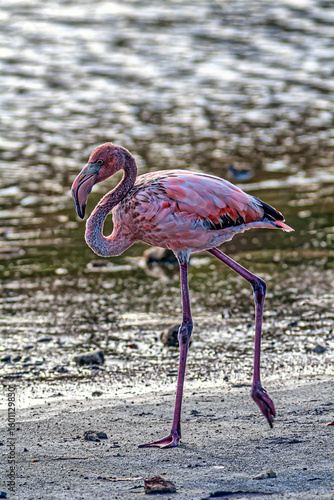 Wading pink Flamingo at Bonaire in summer