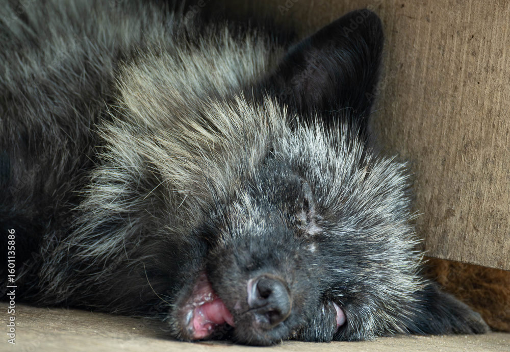 Obraz premium 蔵王キツネ村のキツネ達