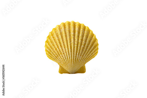 a yellow shell on a white background