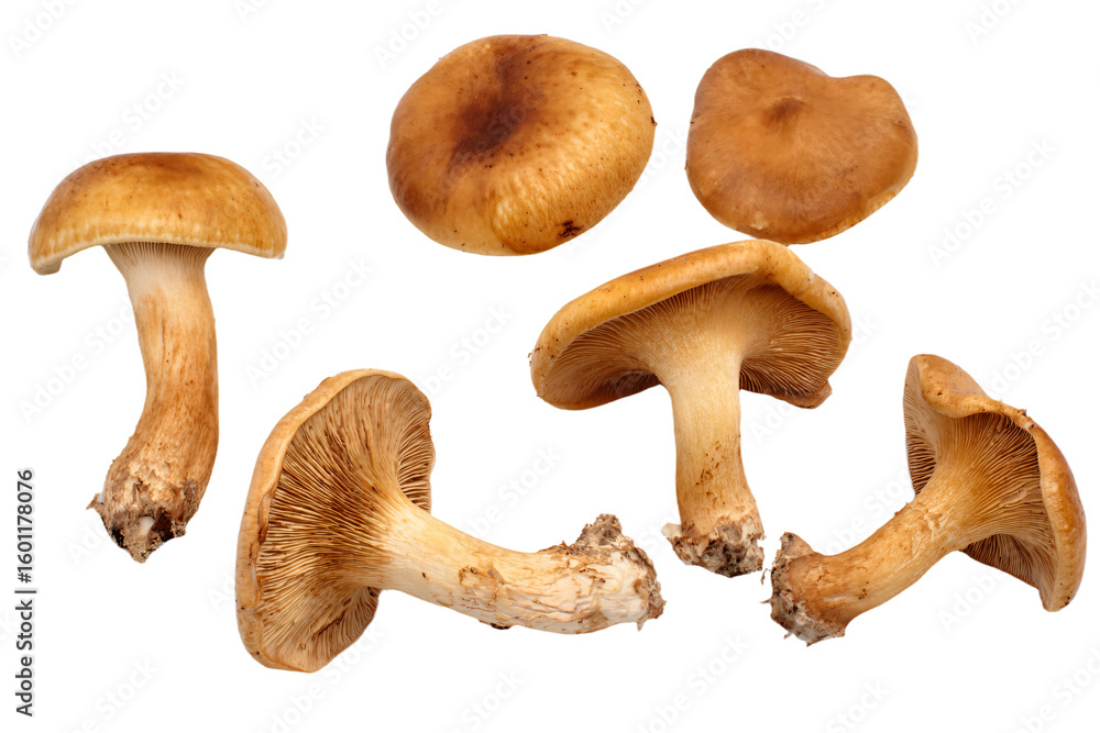 Fototapeta premium a group of mushrooms on a white background