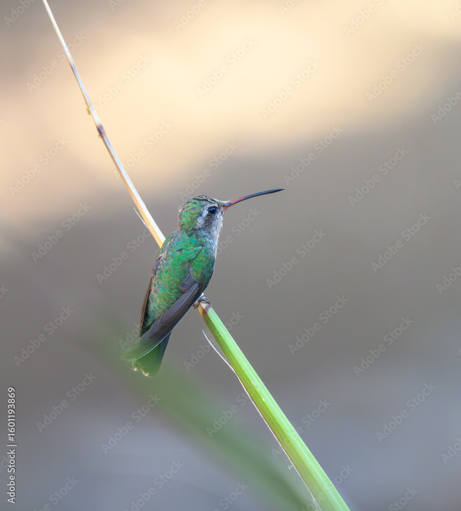 Fototapeta premium Broad-billed Hummingbird