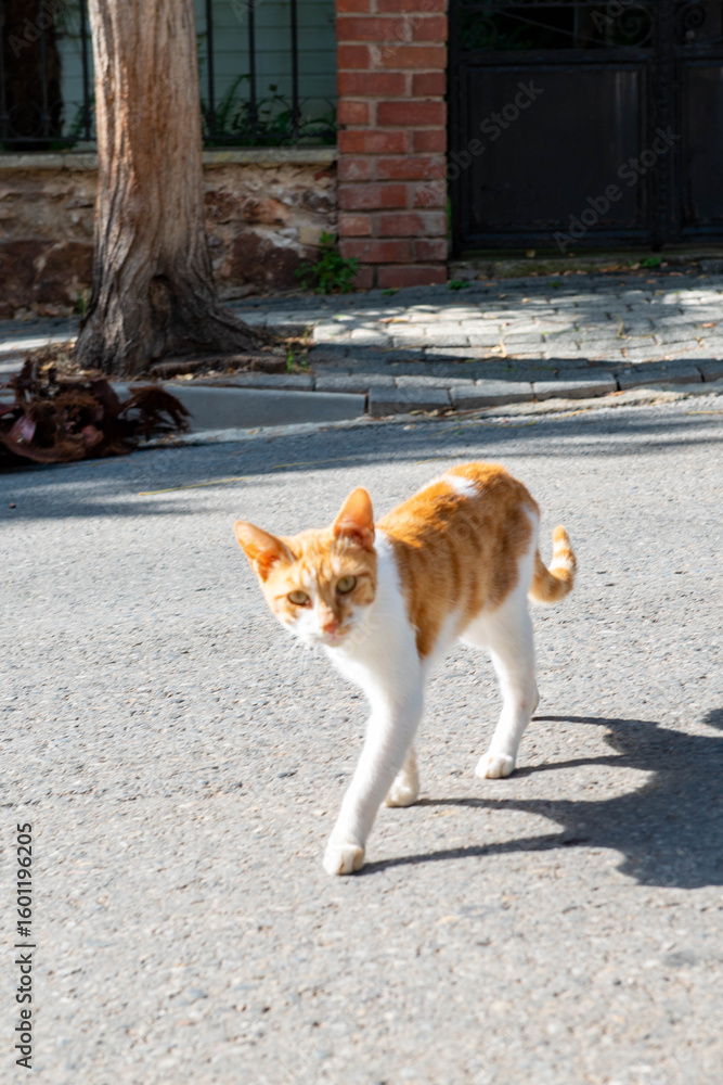 ginger cat walking along the road in Istanbul. High quality photo ginger cat walking along the road in Istanbul. High quality photo