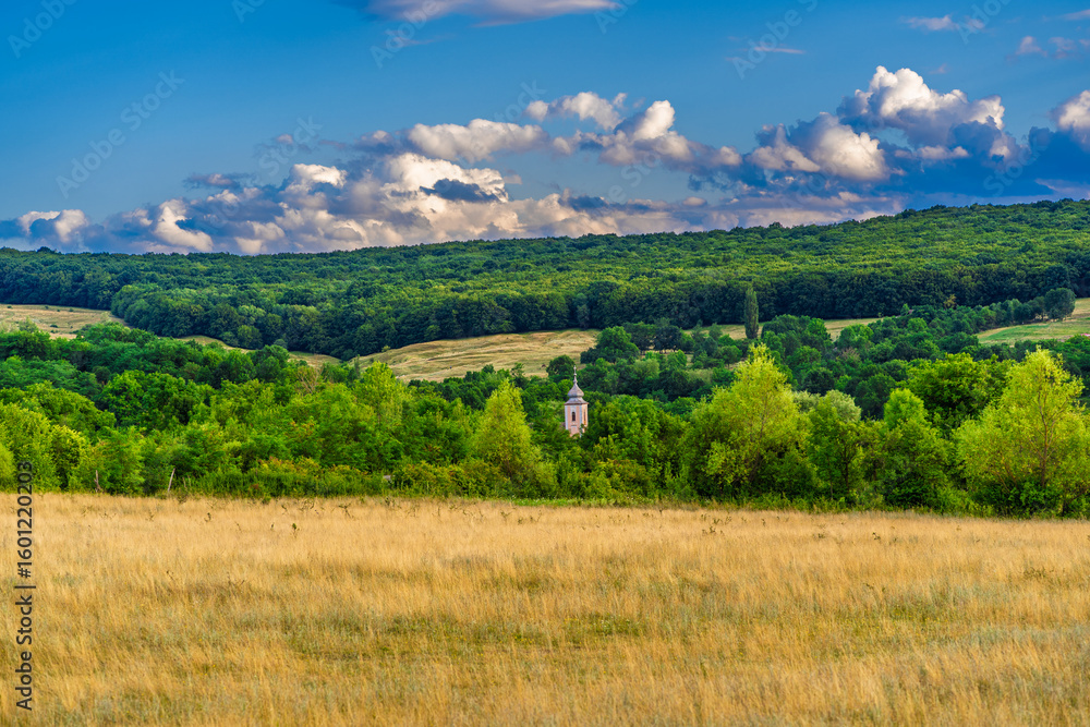 Obraz premium landscape with forest