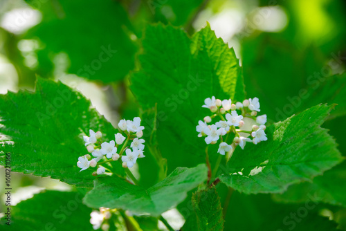 viburnum bush in bloom