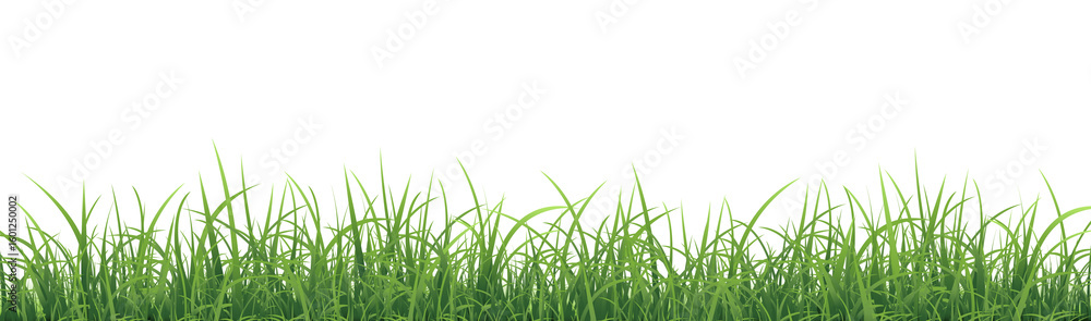 Fototapeta premium Green Grass Border Isolated White Background
