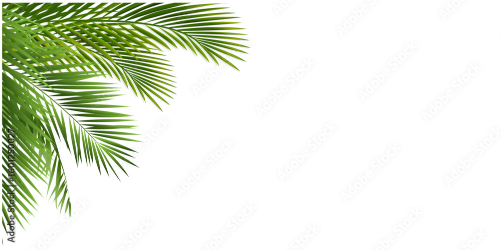 palm tree isolated on white background palm tree isolated on white background