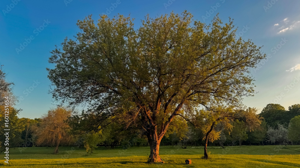 Obraz premium autumn landscape with trees