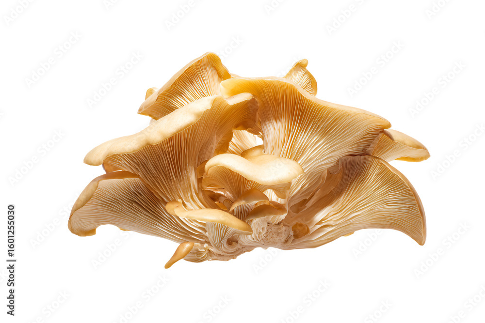 Obraz premium a mushroom cluster with a white background
