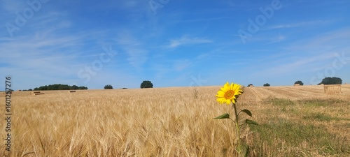 Tournesol dans un champ de céréales en Maine et Loire