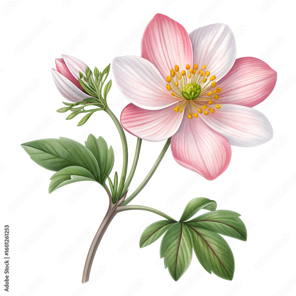 Obraz premium A delicate pink and white flower with green leaves on a black background. The flower has multiple petals and a central cluster of yellow stamens.