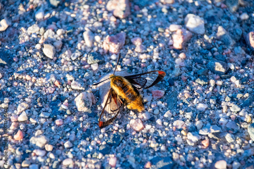 Obraz premium Bee Hawk Moth On Gravel Path