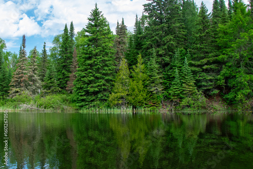Trees at the edge of the river Ontario Canada