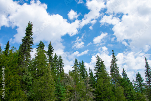 Clouds breaking up the blue sky above the pines
