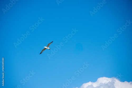 bird soaring against a blue sky