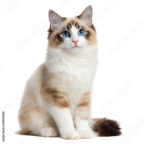 A fluffy Ragdoll cat with beautiful blue eyes sits in an elegant pose. Its long fur is a mix of white and brown, and its eyes captivate with their striking color