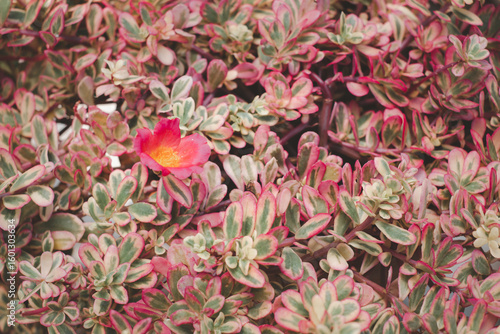 A single flower is in the middle of a bunch of flowers