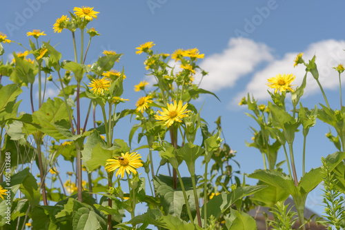 Cup plant (Silphium perfoliatum) on a classic blue sky with defocused clouds