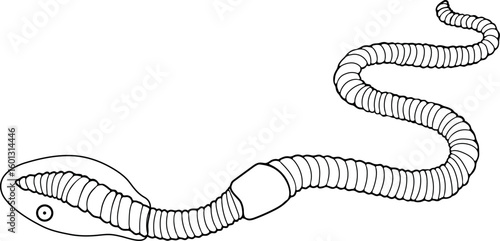 Coloring page with adult earthworm shedding a slimy cocoon containing eggs isolated on white background. Scheme for biology lesson	