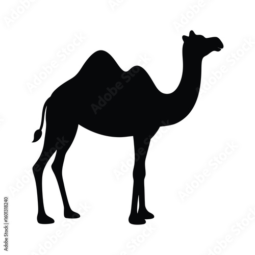 camel in the desert