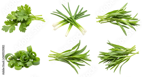 Fresh green herbs including cilantro and various types of scallions arranged neatly on a white background, ideal for culinary use