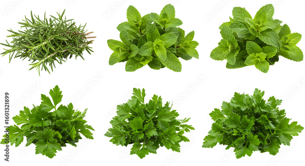 Obraz premium Fresh herbs assortment featuring rosemary, mint, and parsley, arranged beautifully on a white background for culinary use
