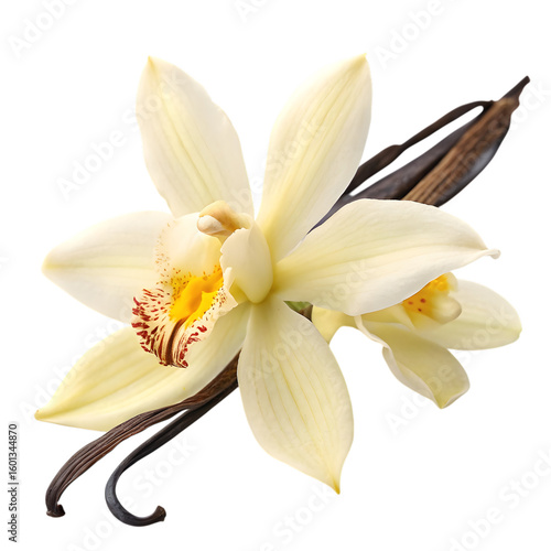 Vanilla Orchid: Aromatic Flower and Bean Close-up Photography for Culinary, Perfume, and Botanical Uses