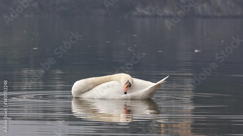 Swan Grooming on Lake Como Waters