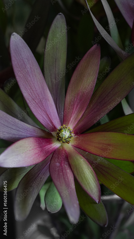 Fototapeta premium bouquet of leucadendron flowers close-up