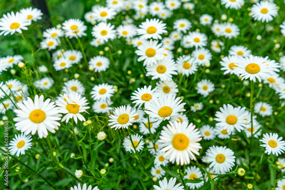 Fototapeta premium Delicate daisies blooming across the open steppe, creating a serene and picturesque natural scene. 