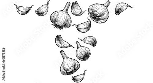 Vintage ink sketch of garlic cloves falling, hand-drawn black and white illustration, vector engraving or woodcut

