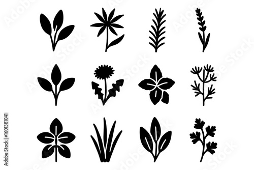 Botanical herb and flower silhouettes set for natural design projects
