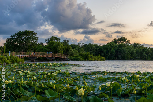 Beautiful Yellow Lotus blooming in the Holmes Lake Park in Lincoln, Nebraska