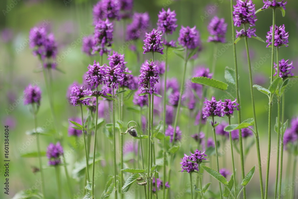 Obraz premium Close up of stachys officinalis, Betonica officinalis foliage.