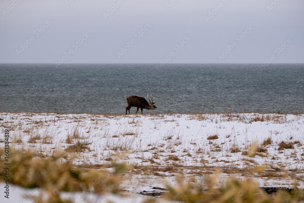 Fototapeta premium 冬の海辺に佇むエゾシカ / Ezo Deer Standing by the Winter Seaside