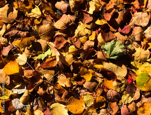 autumn leaves background