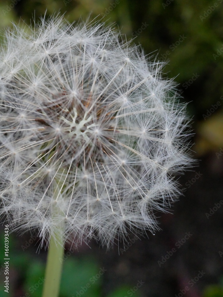 Fototapeta premium dandelion seed head