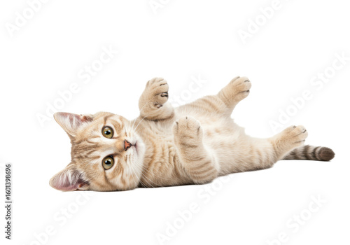 A young cream-colored tabby cat, fluffy fur, golden-green eyes, pink nose, whiskers, lying on back, paws extended, head tilted, looking at camera, transparent studio background, ultra