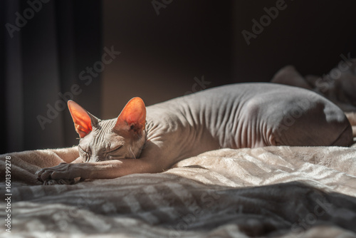 cat sleeping on the bed
