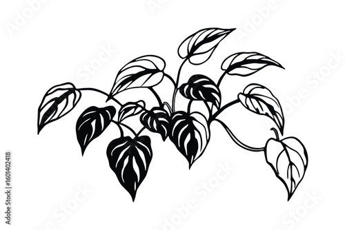 Sketch Of Trailing Pothos Plant