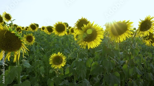 A vibrant field of sunflowers bathed in sunlight, with lush green leaves and an endless blue sky in the background. Fixed camera