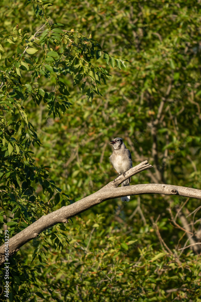 Fototapeta premium blue Jay on branch