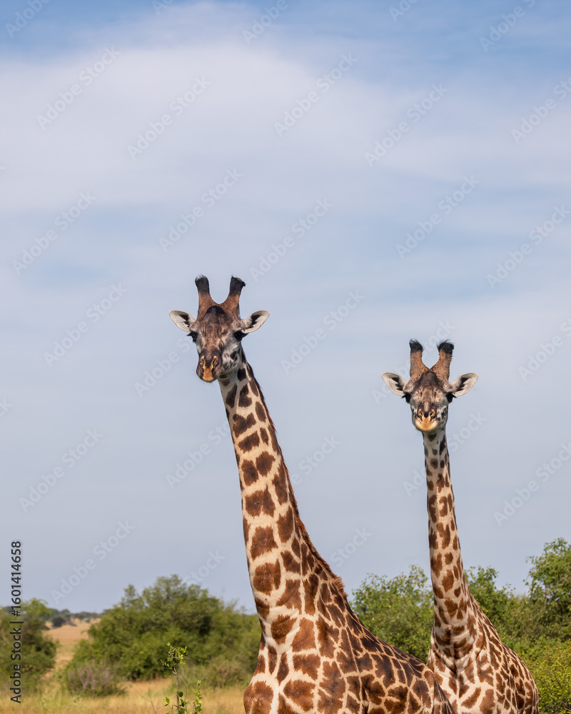 Obraz premium Portrait of two Giraffes starring at camera in Serengeti national park, Tanzania