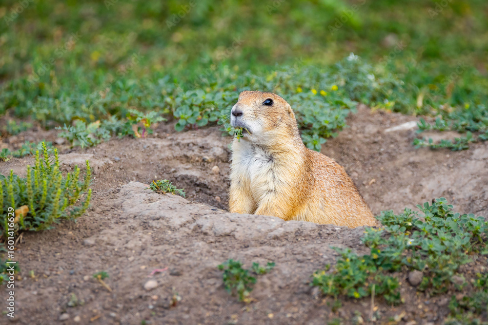 Cute Prairie Dog Portrait Wild Cute Prairie Dog Portrait Wild