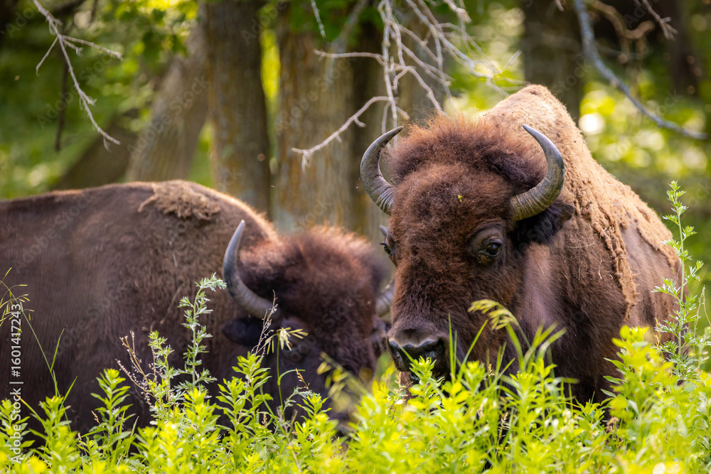 Fototapeta premium Wild Buffalo Close-up Portrait in Forest