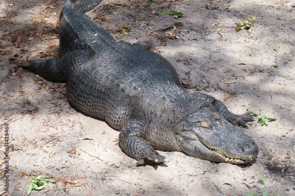 Fototapeta premium Alligators on Florida farm, closeup