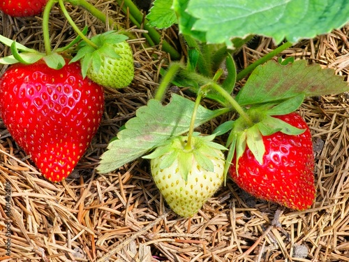 Ripe and green strawberries in garden