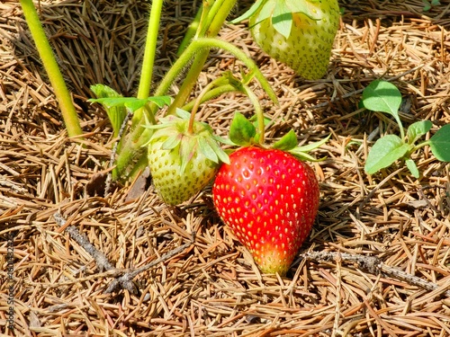 Ripe and green strawberries in the garden